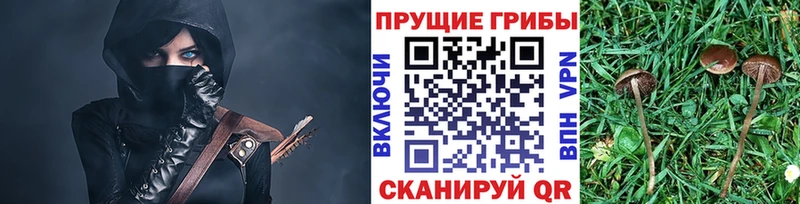 Галлюциногенные грибы Psilocybe как найти закладки Волгореченск